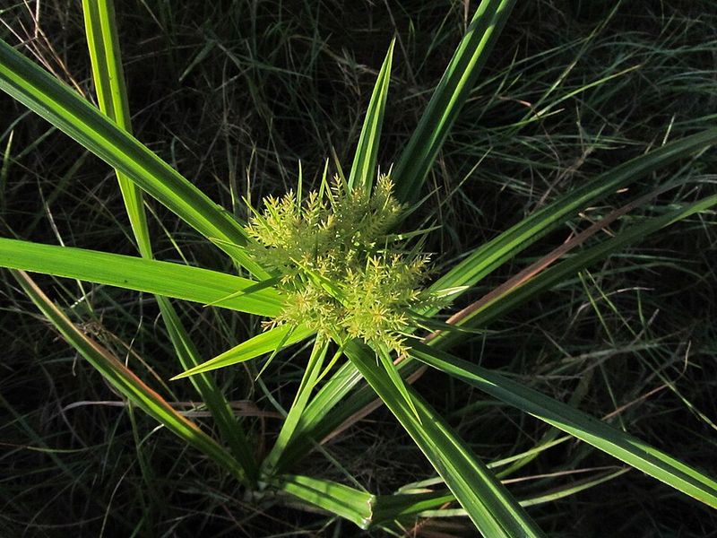 Yellow Nutsedge Spreads In Moist Soil