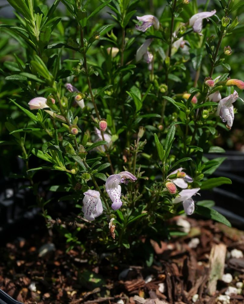 Drummond's Skullcap 