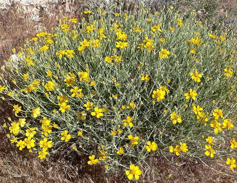 Paperflower Handles Intense Sun And Dry Soil