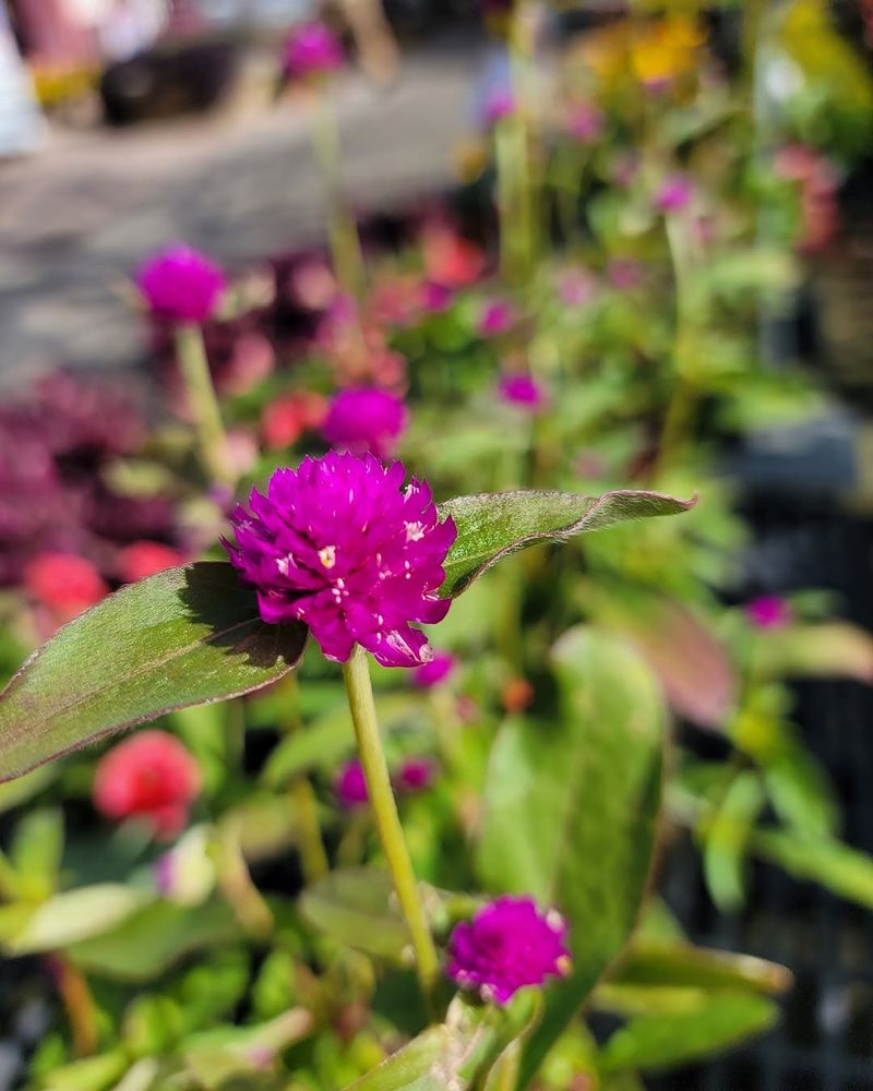 Gomphrena 'Pinball Purple' Bright Blooms That Keep Going