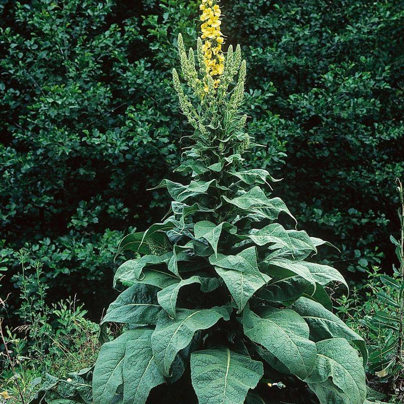 Mullein (Verbascum Thapsus)