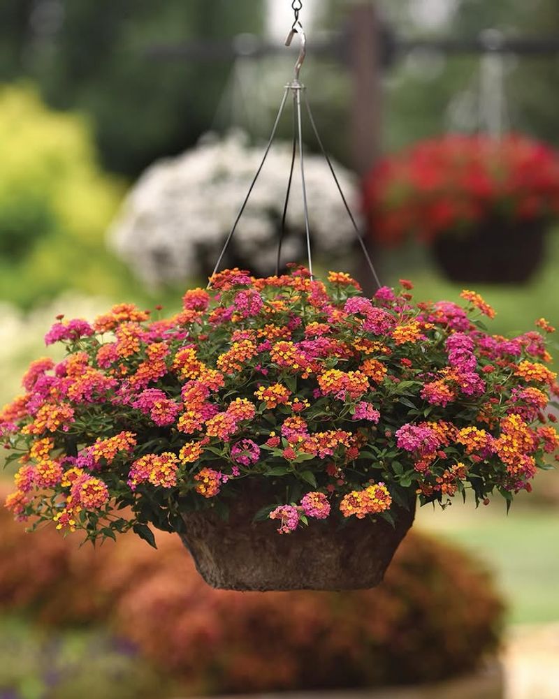 Lantana Trails With Continuous Blooms In Arizona Sun