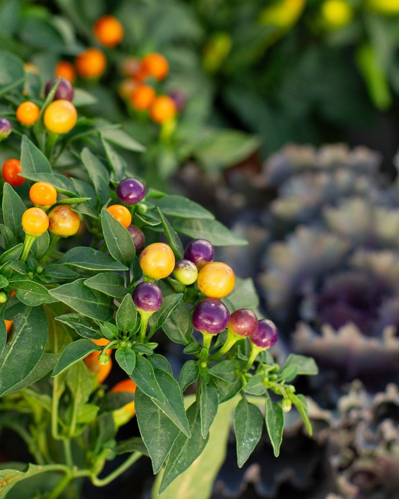 Ornamental Peppers Add Color And Structure