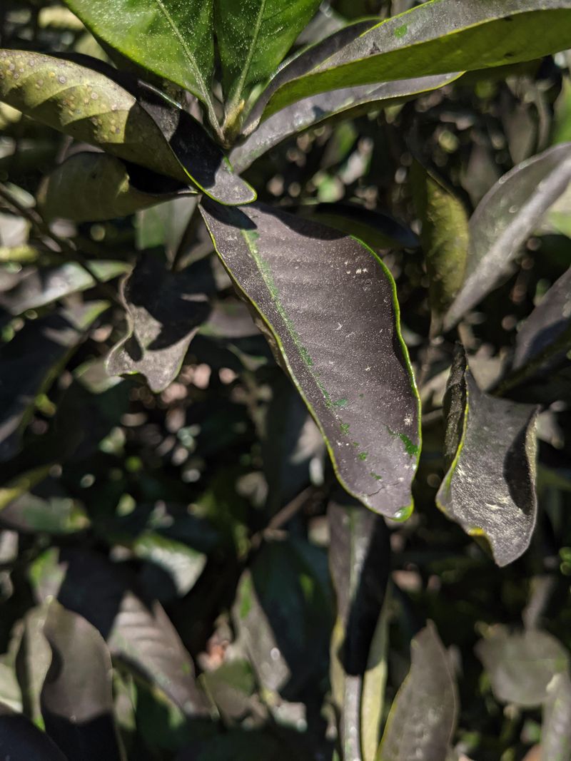 That Black Sticky Coating On The Leaves Is Telling You Something