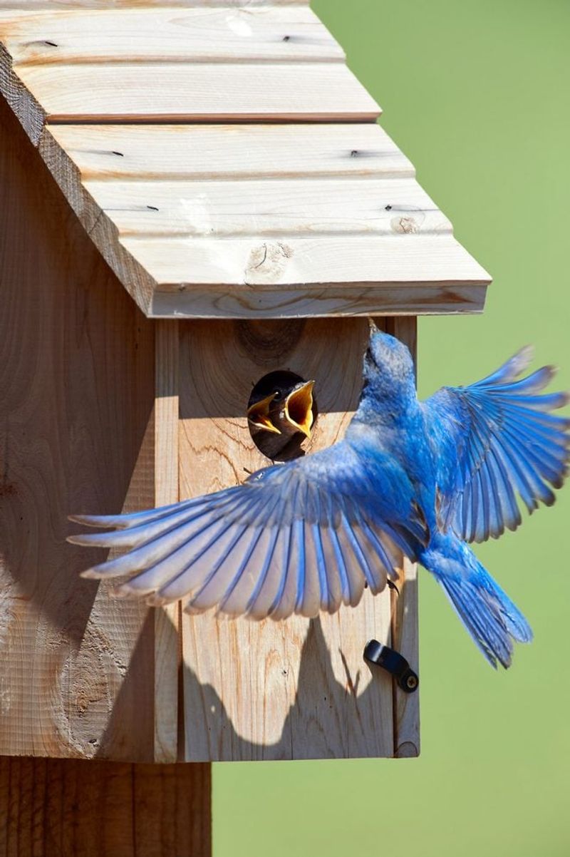 Use The Correct Nest Box Design