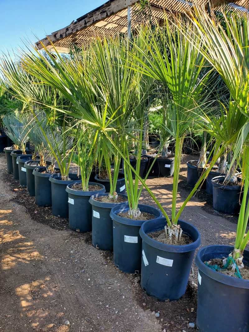 Sabal Palms Respond Best To Slow Release Nutrients