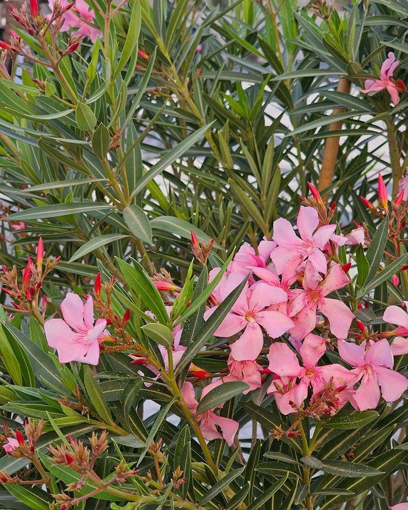 Oleander Contains Toxic Compounds In All Parts