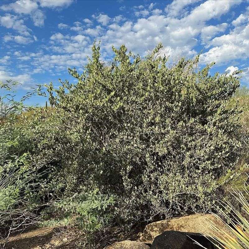 Jojoba Creates A Low Water Screen But Grows Slowly