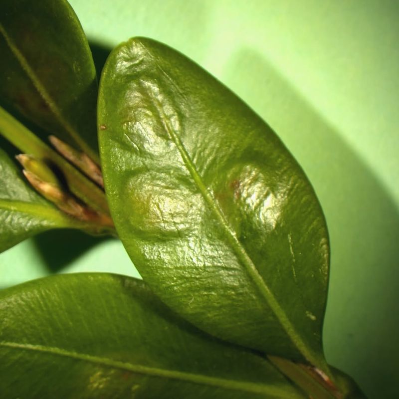 Check For Leafminer In Early Spring