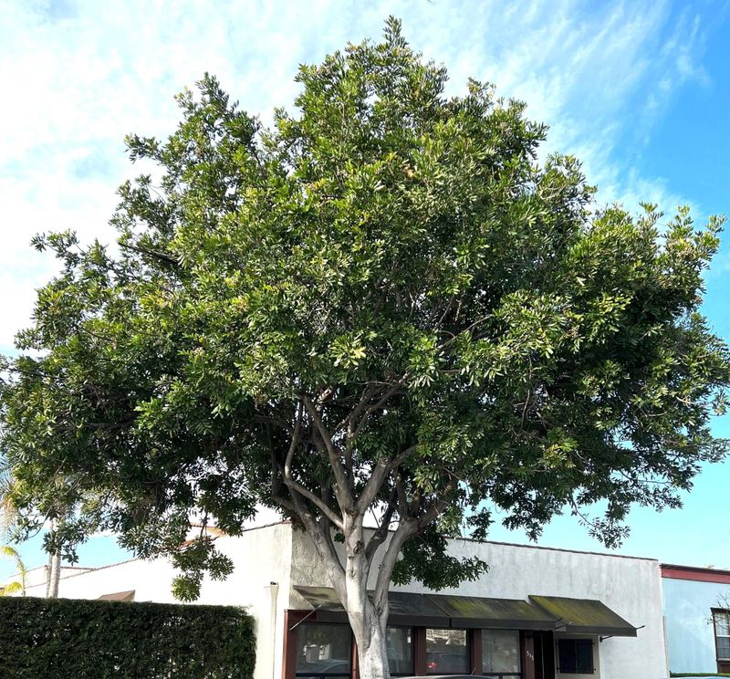 Carrotwood Is A Risk Florida Homeowners Should Not Ignore