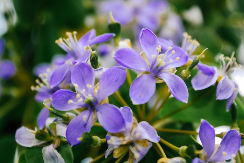 Lignum Vitae Produces Unique Blue-Purple Flowers In Coastal Areas