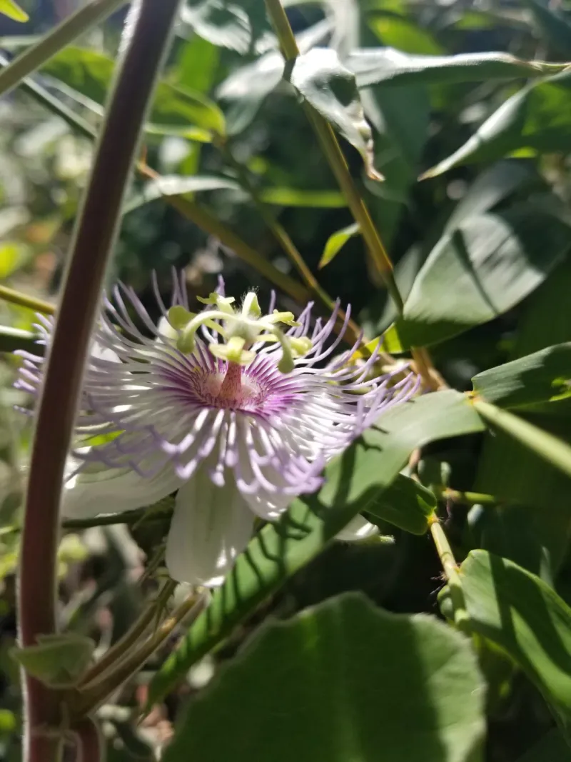 Baja Passion Vine Handles Heat Better Than Most Varieties