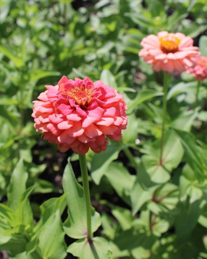 Oklahoma Series Produces Full Rounded Blooms For Summer Color