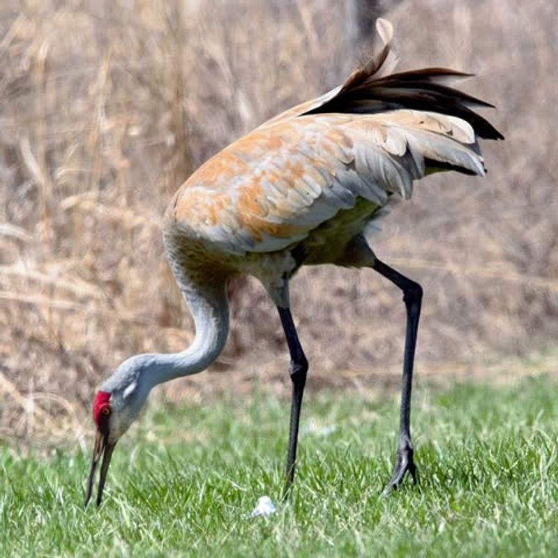 Crane Arrivals Signal True Spring Has Begun In Michigan