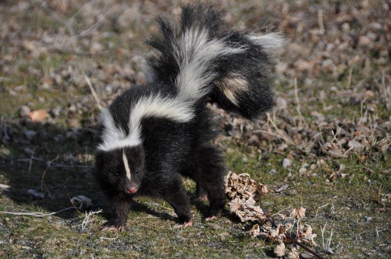 Skunks Dig For Grubs And Uncover Bulbs Along The Way