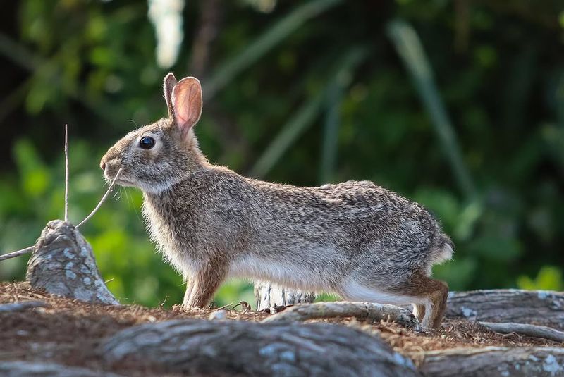 Eastern Cottontail Rabbit Paired Hops In Damp Ground