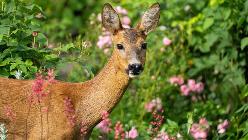 Deer Eat Emerging Shoots And Flower Buds