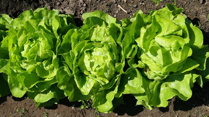Lettuce
