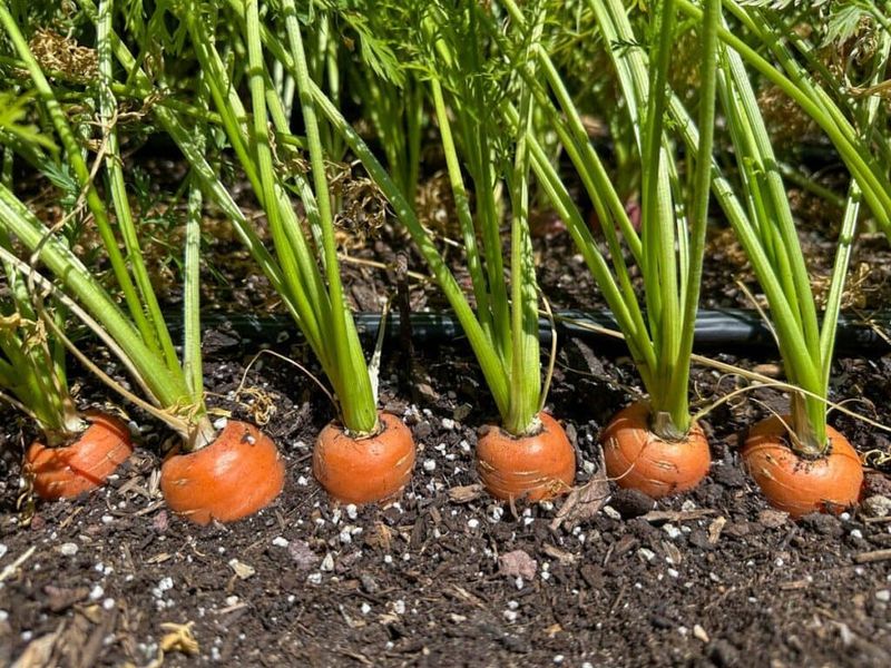 Carrots Prefer Going Straight Into The Ground