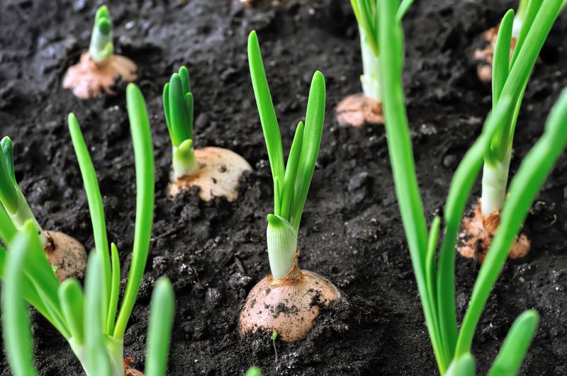 Onions Get A Strong Start In Southern Michigan In April
