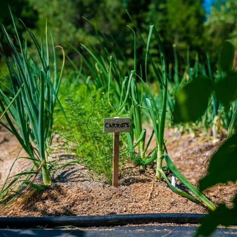 Carrots Establish Best In Cool, Loose Spring Soil