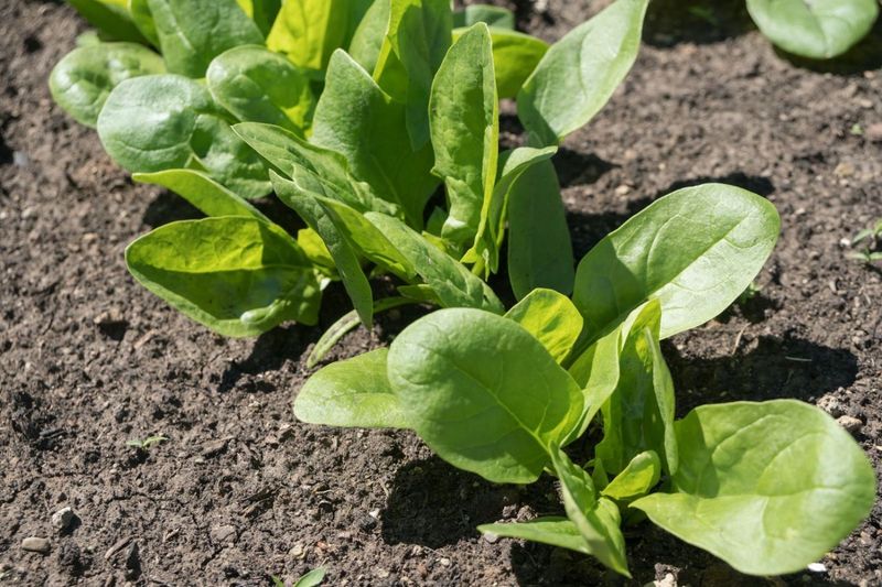 Spinach Thrives In Cooler Spring Raised Beds