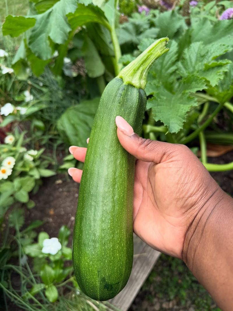 Squash For Big Yields In Sunny Beds