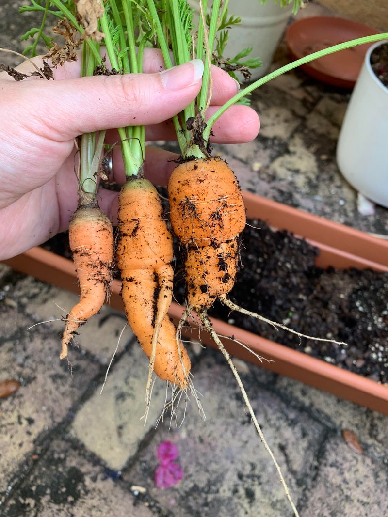 Carrots For Crisp Homegrown Pulls