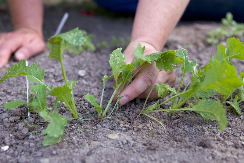 Turnips Handle Direct Sowing Much Better
