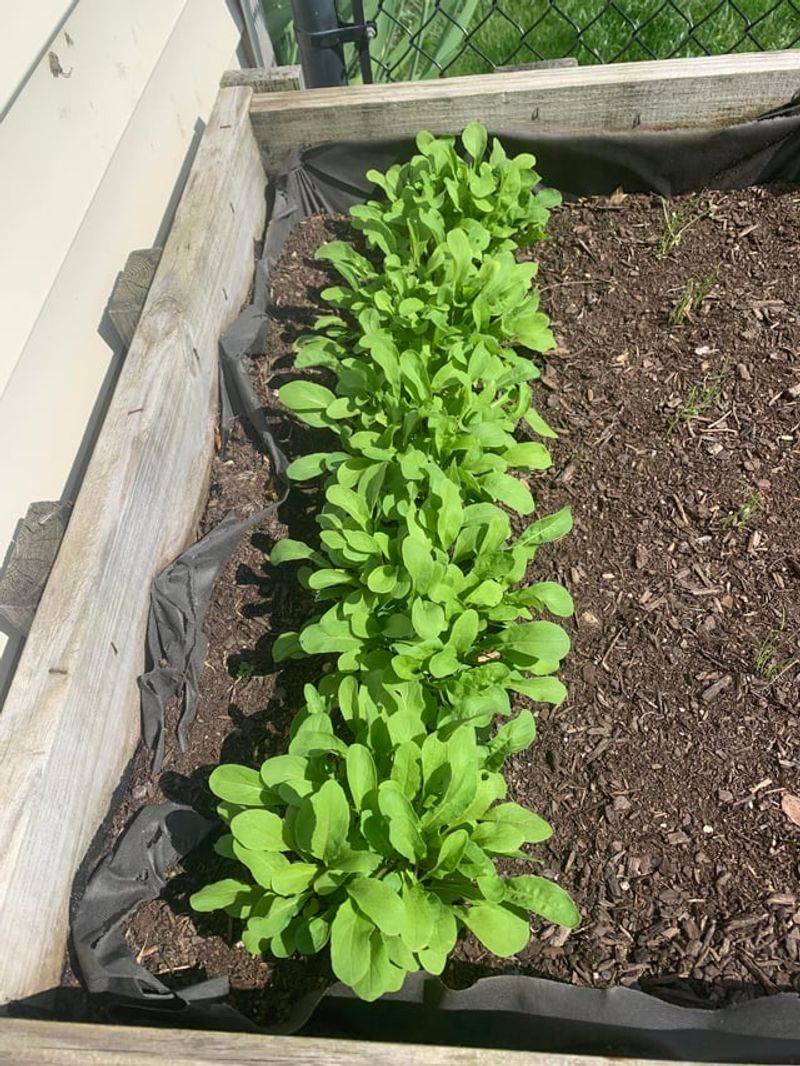 Arugula Brings Quick Harvests With Bold Flavor