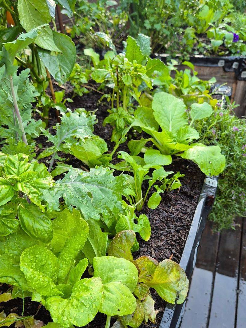Leaf Lettuce Produces Fast Growth Before Heat Builds Up