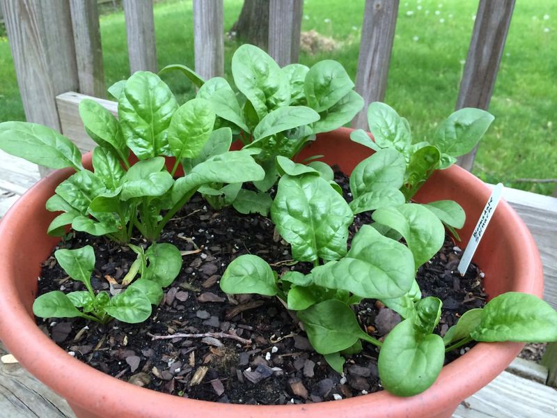 Spinach Produces Early And Needs Minimal Effort