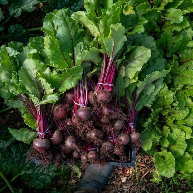 Beets Produce Greens And Roots In Partial Shade