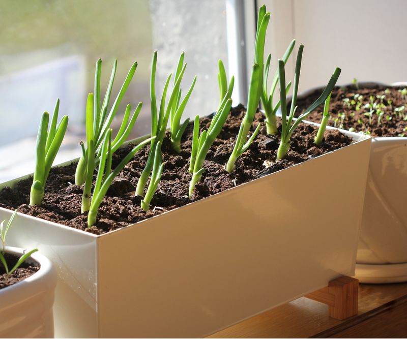 Green Onions Thrive In Tight Spaces And Cool Weather
