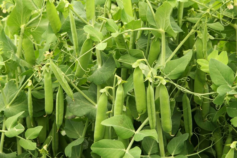 Peas (Pisum Sativum)