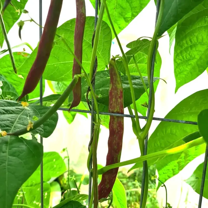 Bush Beans (Phaseolus vulgaris)