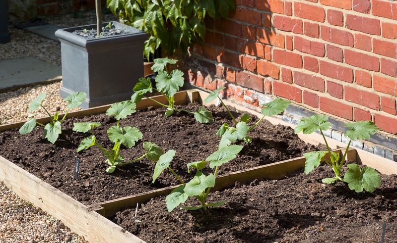 Zucchini (Cucurbita pepo)