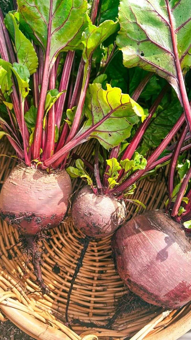 Beets (Beta vulgaris)