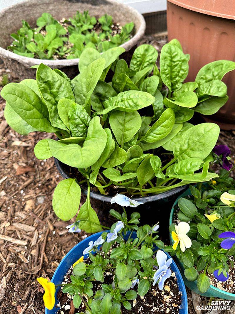 Spinach Packed With Early Spring Flavor