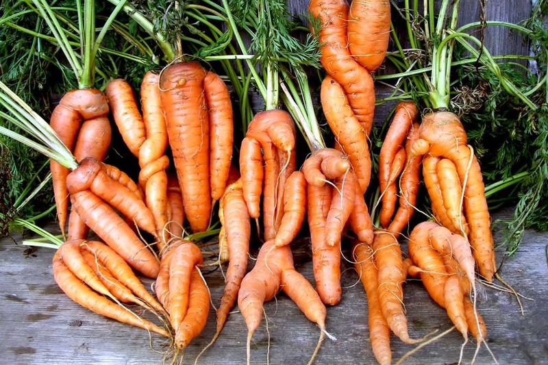 Carrots That Grow Best In Loose Soil