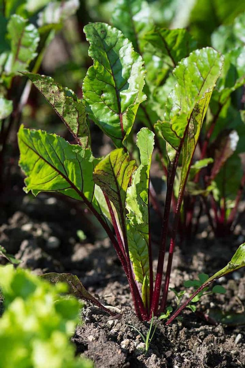 Beets Struggle To Form Healthy Roots
