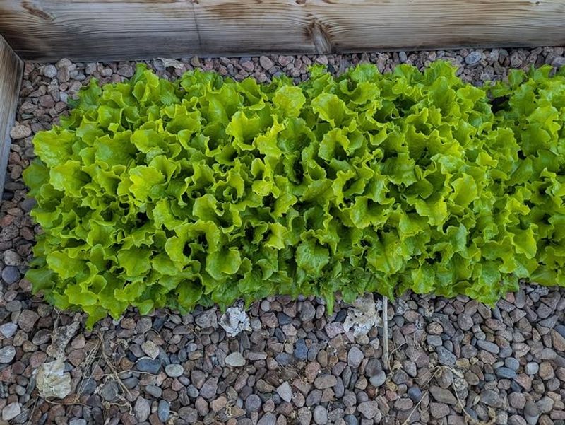 Leaf Lettuce Fills Raised Beds In A Hurry