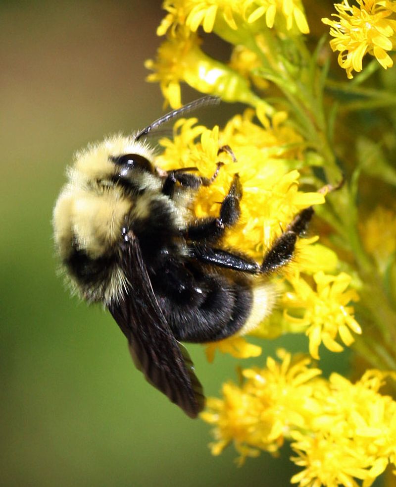 It Supports Pollinators At A Critical Time
