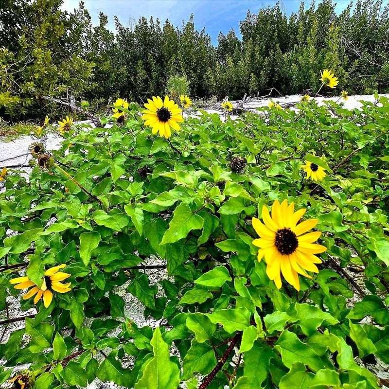 Beach Sunflower Is Brightening Hot Dry Spots Grass Hates