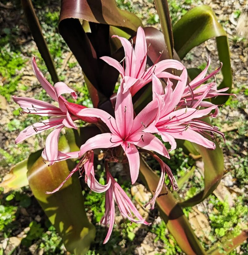 Crinum Lily Handles Heat And Dry Conditions Once Established