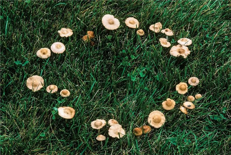 Fairy Rings Often Form As Fungi Spread Through The Soil