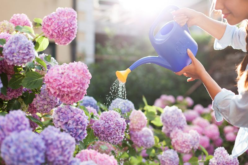 Feed Your Hydrangeas The Right Fertilizer