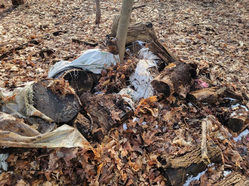 Removing Rotting Logs And Other Ground Cover