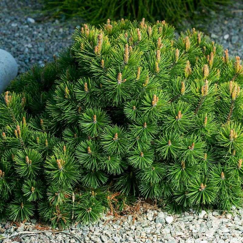 Dwarf Mugo Pine Keeps Small Gardens Looking Finished