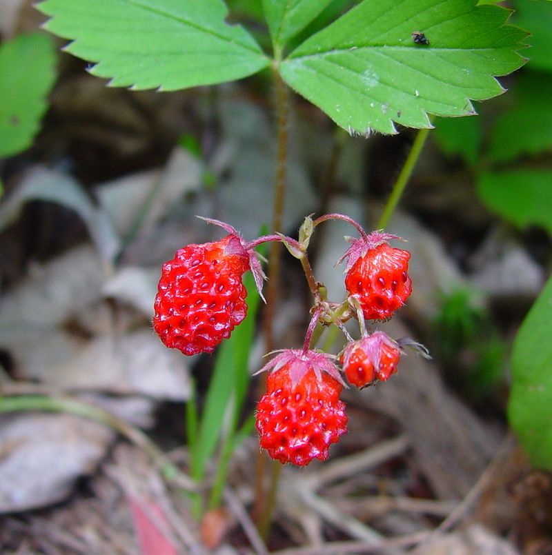 Wild Strawberry (Fragaria virginiana)